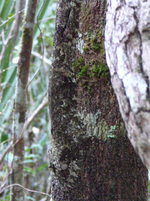 303 Leaf Tailed Gecko side view